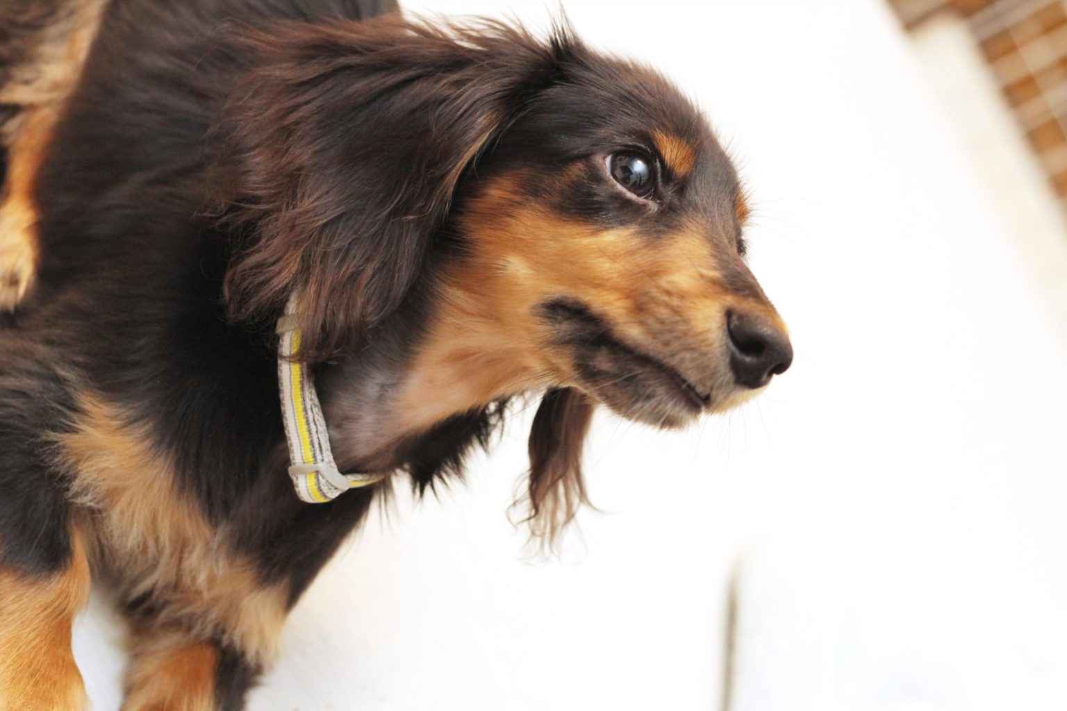 脂肪肝疾患を治療するための追加の方法