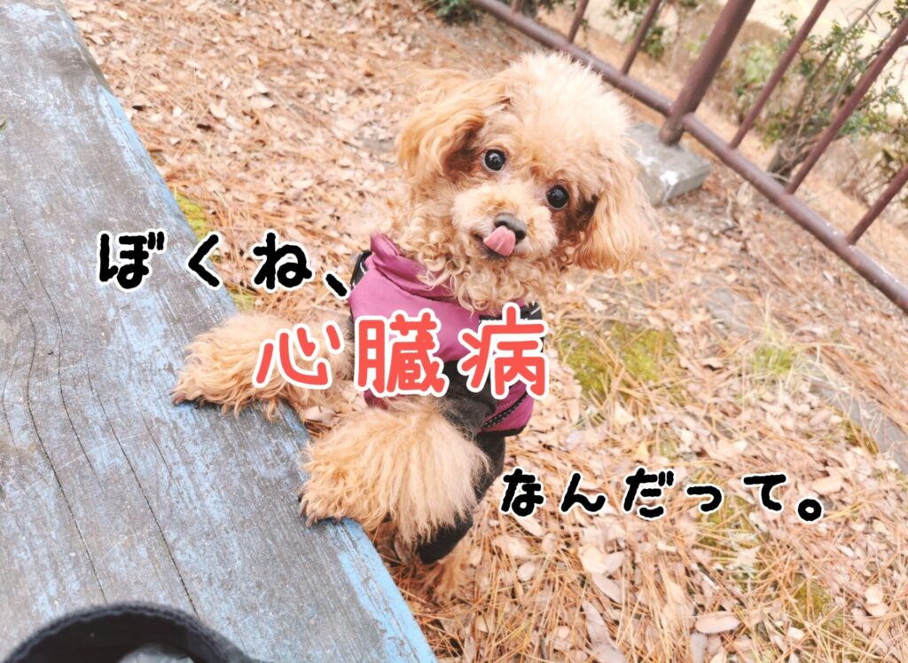 僧帽弁閉鎖不全症の治療