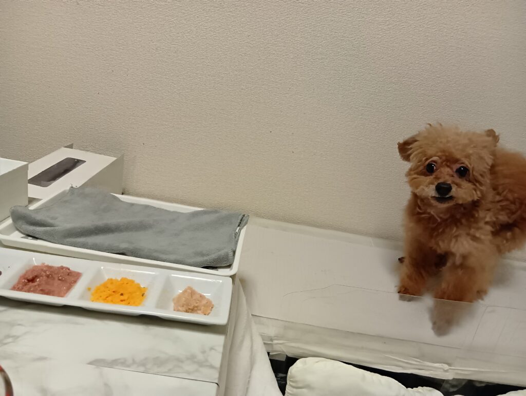 愛犬まろん