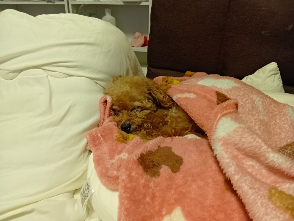 愛犬まろん