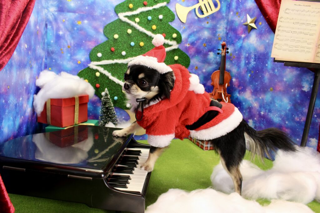 犬音楽
